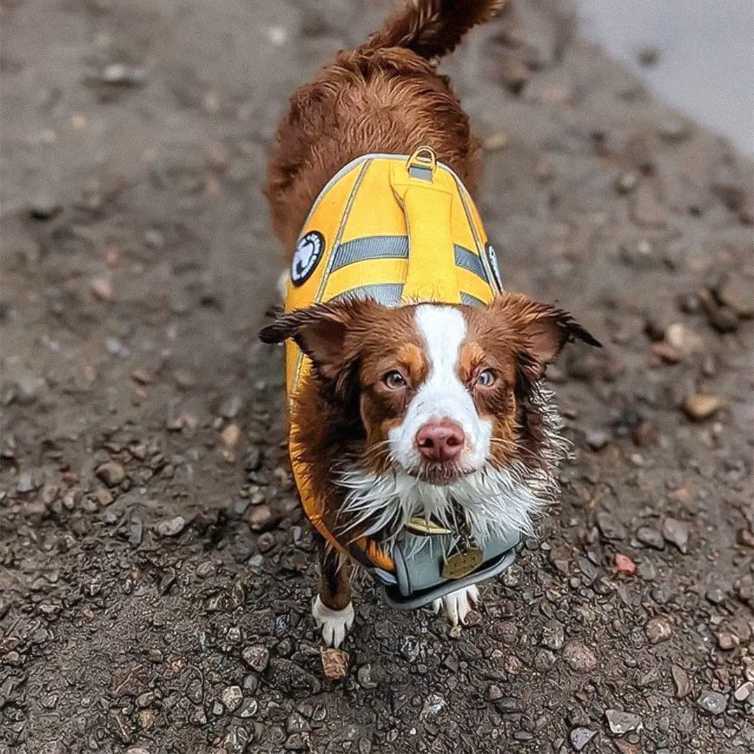Veste de flottaison pour chiens de marque Le Bon Chien